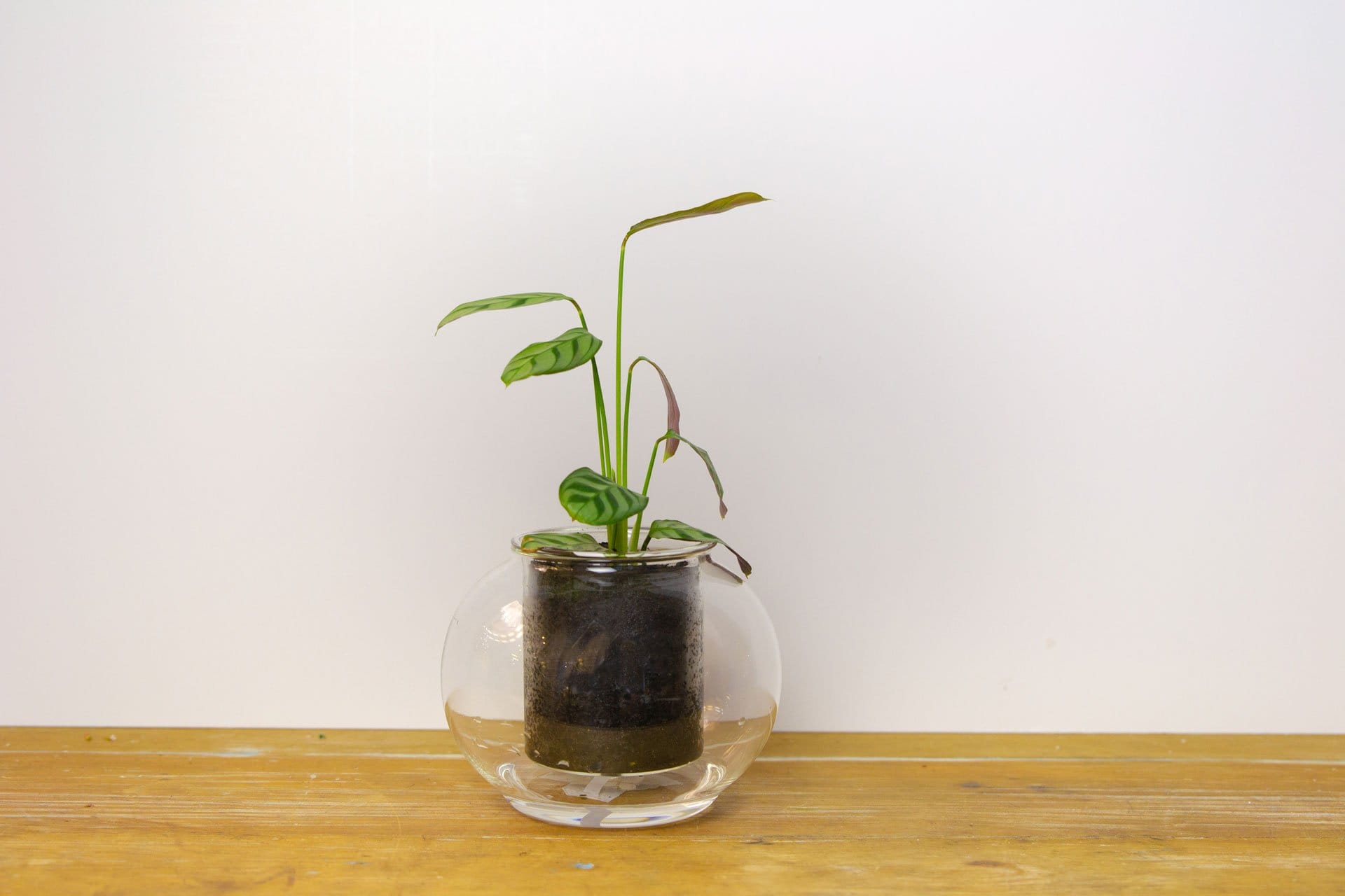 Cup O Flora - Image 2