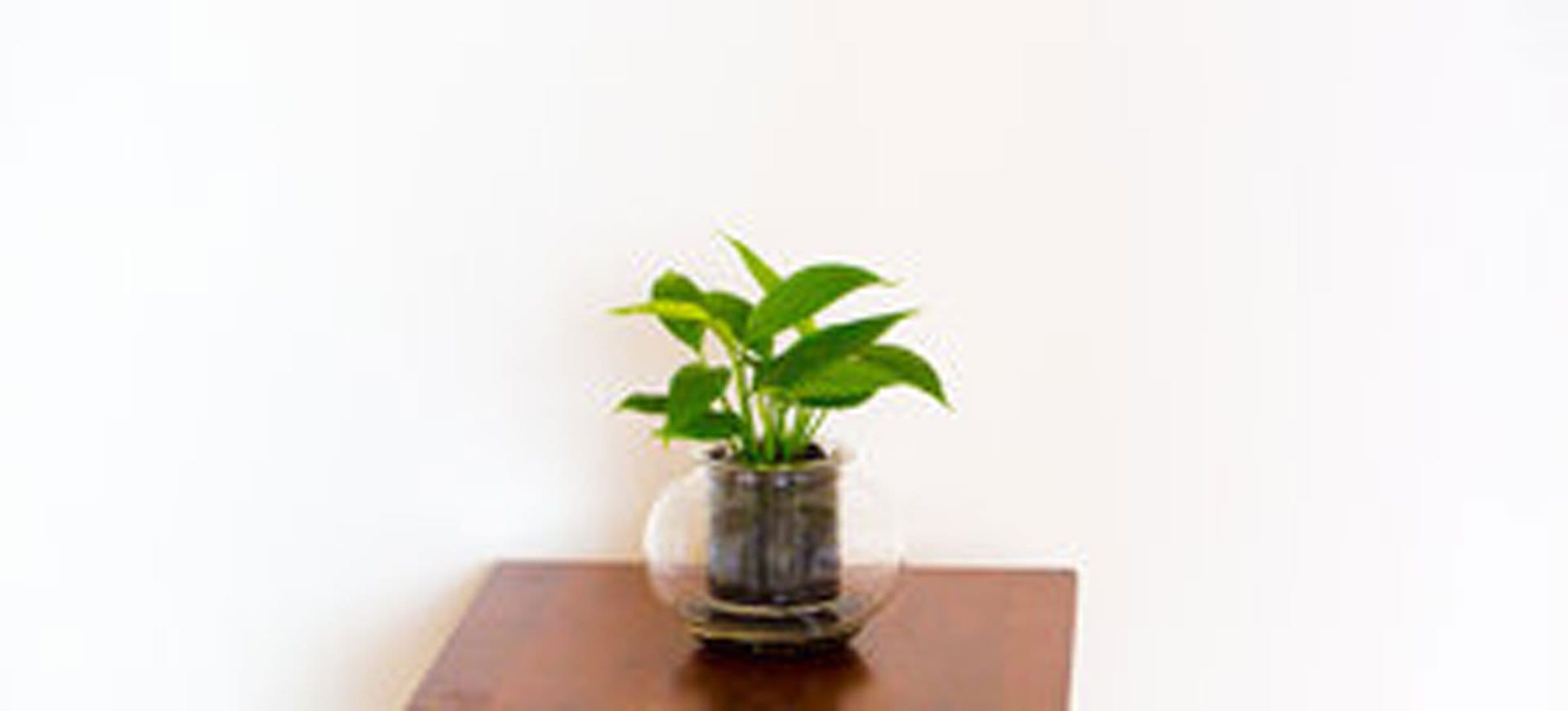 Cup O Flora - Image 3