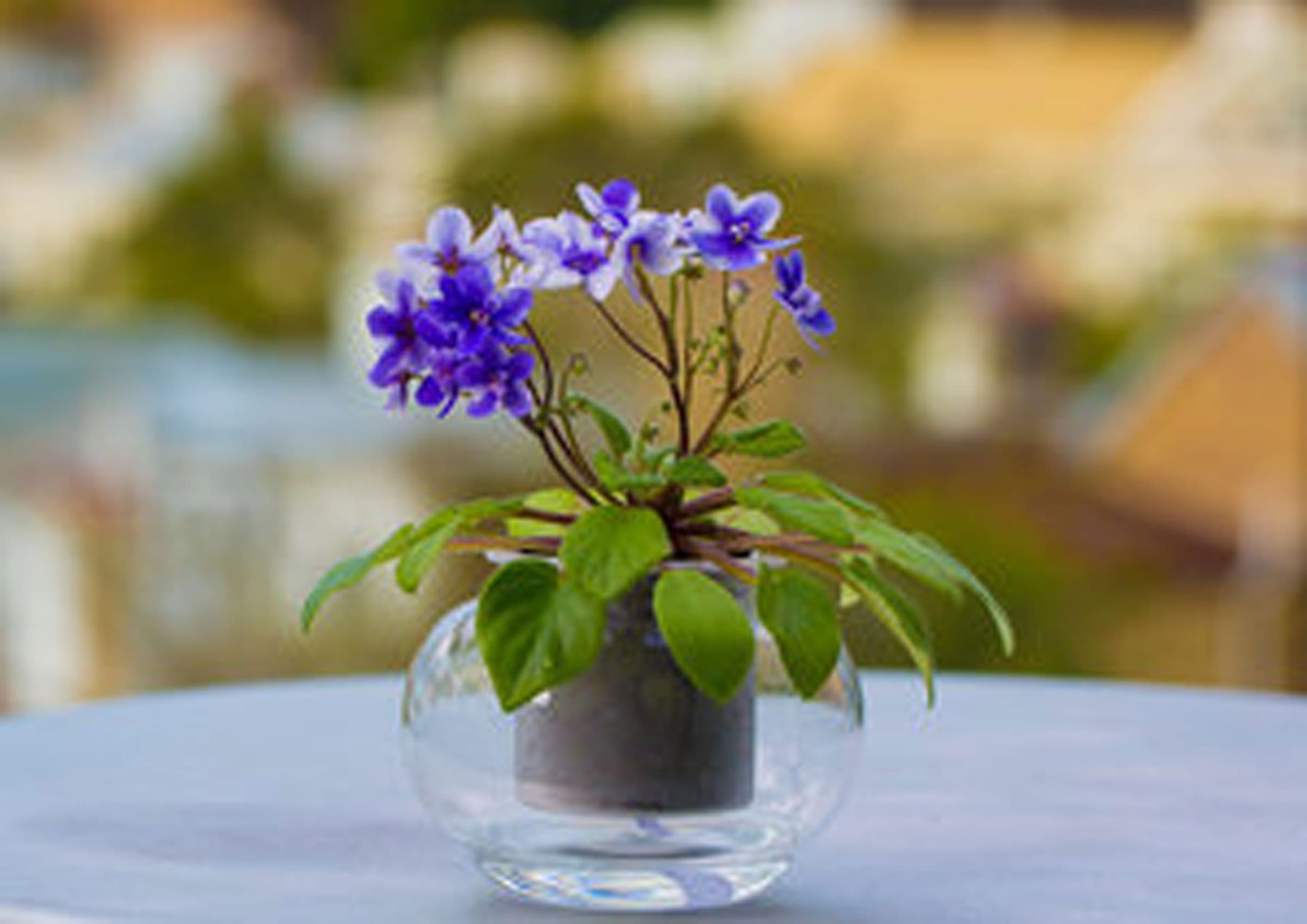 Cup O Flora - Image 4
